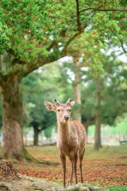 Osaka: Kyoto & Nara & Uji Historical and Scenic One-Day Tour - Byodoin Temple and the price of admission
