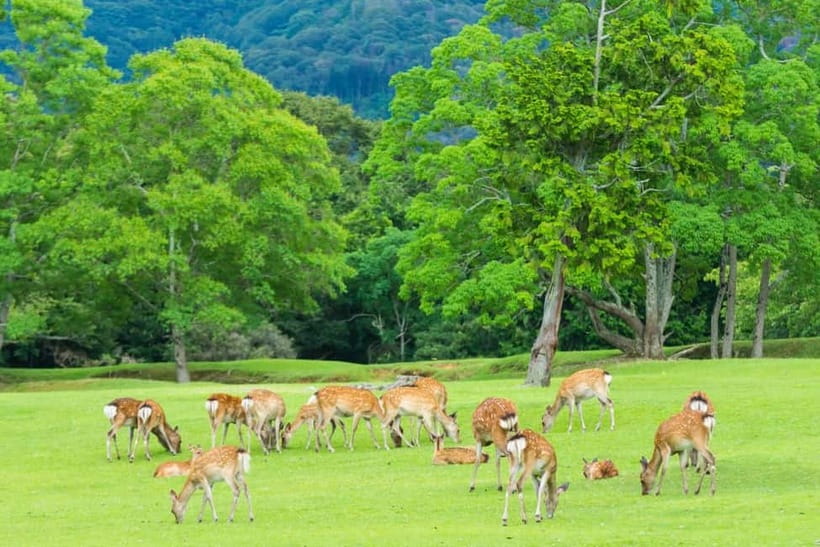 Osaka: Kyoto & Nara & Uji Historical and Scenic One-Day Tour - What the $56 price really covers