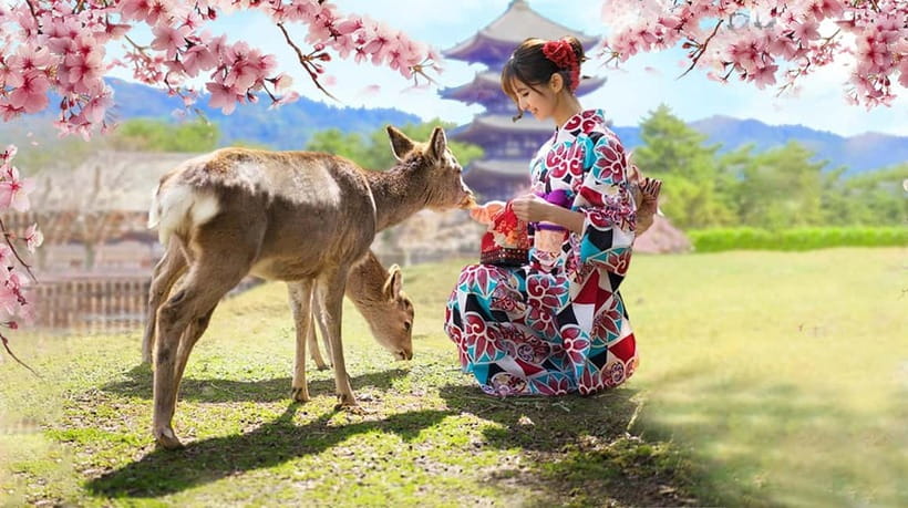 Osaka: Kyoto & Nara & Uji Historical and Scenic One-Day Tour - Who should book this Osaka day trip?