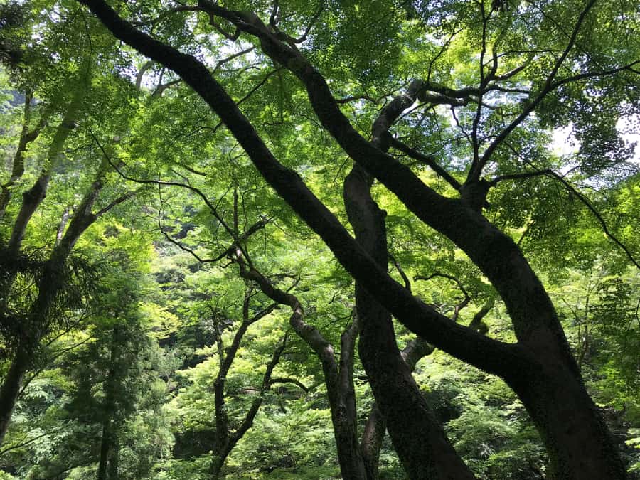 Osaka: Mino Forest Walk and Giant Waterfall with Local Lunch - The easier return and the restaurant lunch