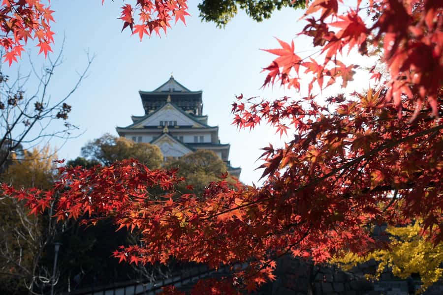 Osaka: Osaka Castle 3 hours Historical Walking Tour - What the $30 price really covers