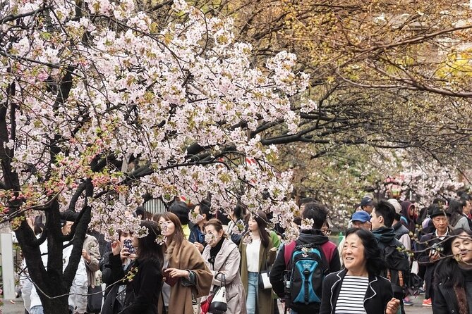 Osaka Private Cherry Blossom Tour with a Local – Picnic Included - Shitennoji for a smaller temple garden