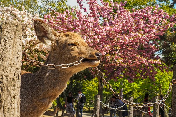 Osaka Private Cherry Blossom Tour with a Local – Picnic Included - Expo park and its huge spring lawns