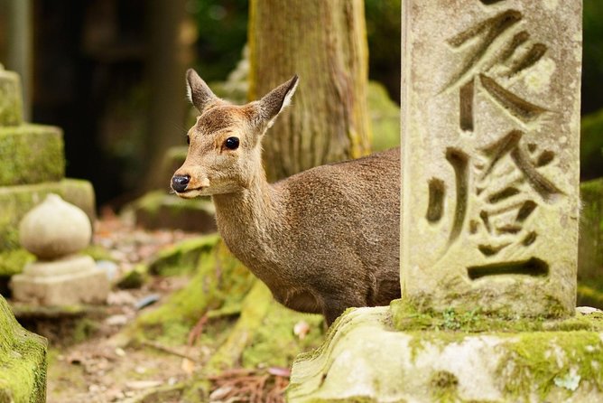 Osaka to Nara Day Trip with a Local – Private & Personalized - Nigatsu-do and Kofuku-ji