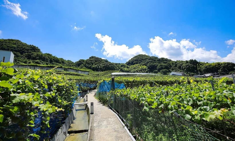 Osaka Winery Tour with Wine Tasting & Vineyard Walk - Booking details that matter