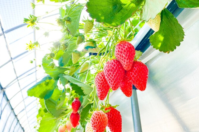Play with Snow Crab Buffet Lunch and Strawberry Picking Bus Tour - The guide and group experience