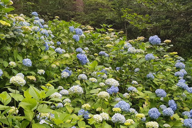 Private Car Day Trip to the Kobe Mountains, Gardens and Hot Springs from Osaka - Walking through Kobe Municipal Arboretum