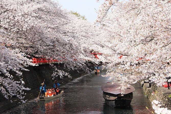 Sakura Magic and Nabana No Sato Day Tour From Osaka - Who should book this experience